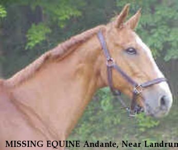 MISSING EQUINE Andante, Near Landrum, SC, 00000